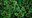 leaf4.jpg