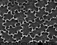 Hedera_helix_adaxial_inner_side_24_weeks.jpg