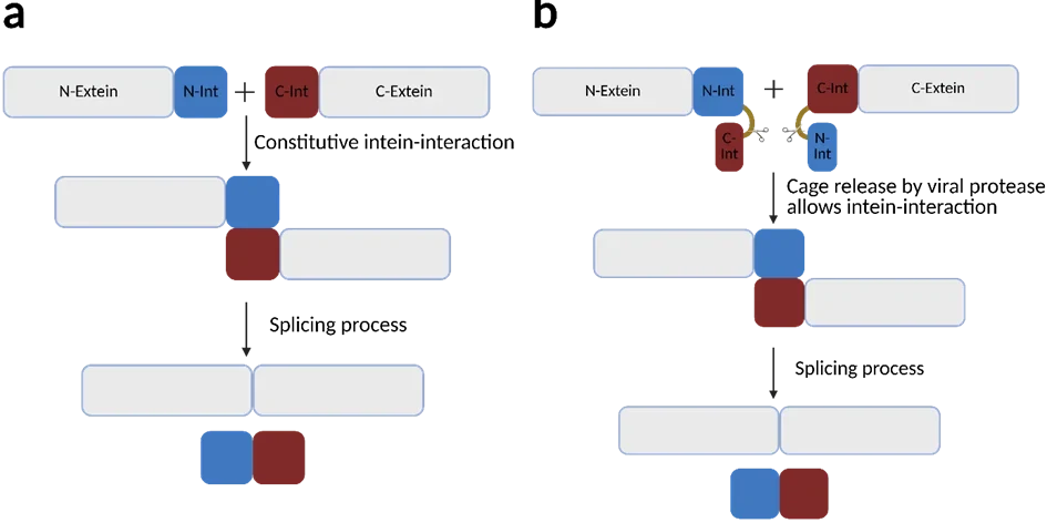 iGEM Bonn 2026 - project1