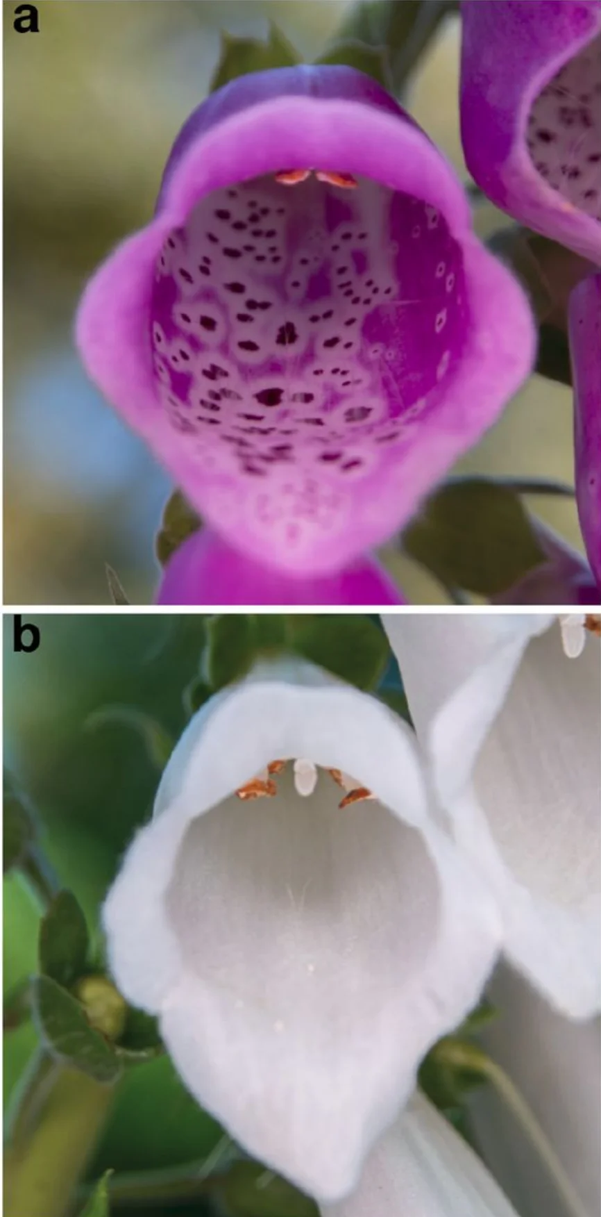 Digitali_purpurea_magenta_white.png