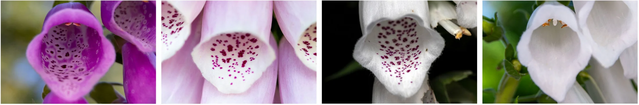 digitalis_purpurea_flower_pictures.png