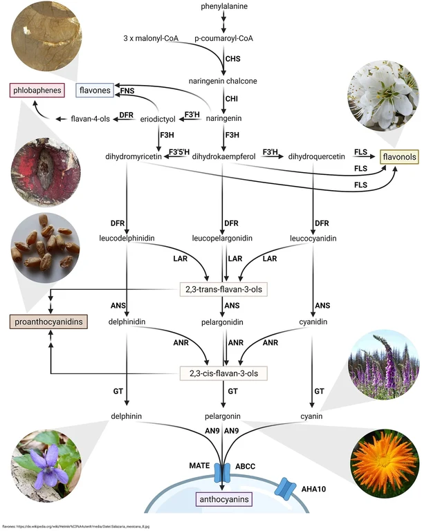 flavonoid biosynthesis