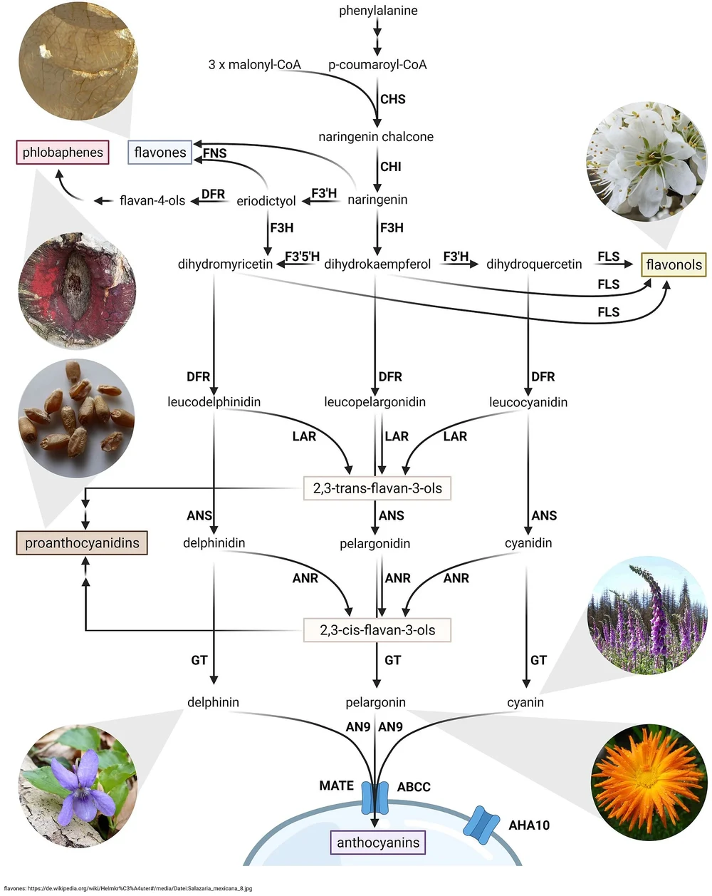 flavonoid biosynthesis