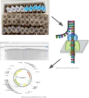 PlasmidSeq.png