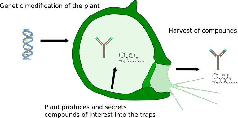 SNM_graphicalabstract.png