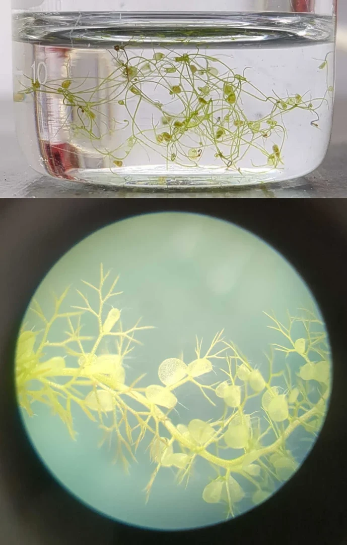 Utriculariae