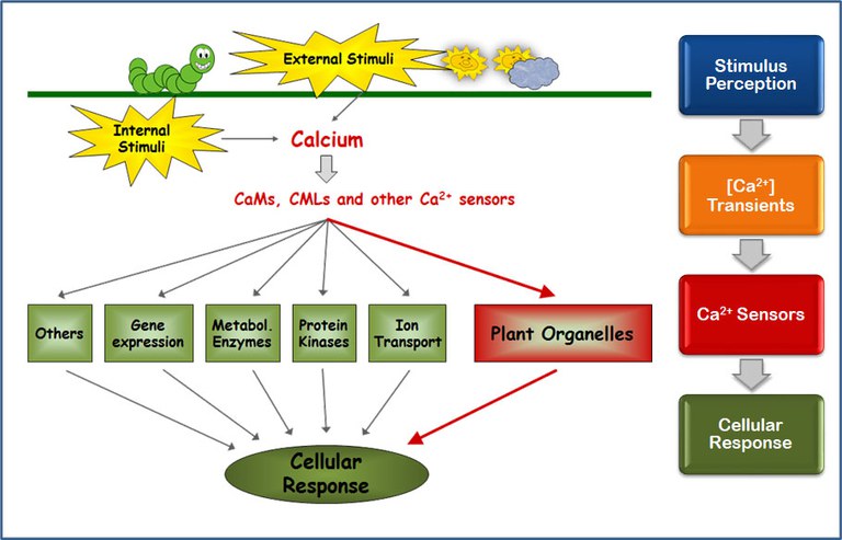 Calciumregulation.jpg